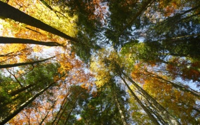 La pensée écologique d’un artisan qui s’engage